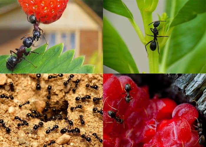 Как избавиться от муравьев в огороде 